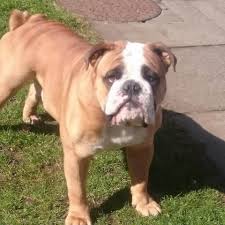 Well you're in luck, because here they come. Victorian Bulldog Information Appearance Characteristics And Pictures Victorian Bulldog Bulldog Meme Bulldog Puppies