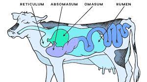 Instead of having four stomachs, camels have three. How Many Stomachs Does A Cow Have Ponder Weasel