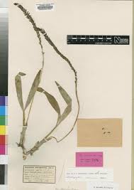 Image result for Bulbophyllum vulcanicum