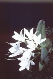 Image result for Aerangis splendida