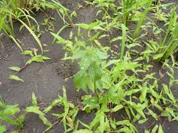 Image result for Micrococca mercurialis