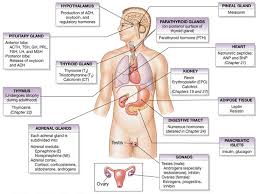 associate degree nursing physiology review