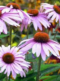 Echinacea Angustifolia Black Sampson World Of Flowering Plants Echinacea Pink Perennials Plants