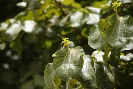 Image result for Morus mesozygia