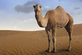 Mr and mrs hall were in the park. Camels Inspire New Cancer Treatment Enzo Life Sciences