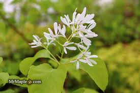 Image result for Chionanthus