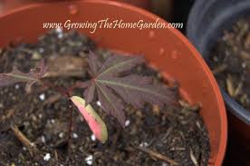 4 out of 5 stars. Growing Japanese Maples From Seed Growing The Home Garden