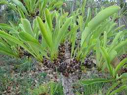 Image result for Erythroxylum emarginatum
