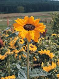 Orange flower in garden in dirty hand. Big And Small Sunflower Varieties Different Sunflower Sizes Hgtv