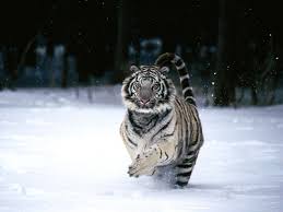 Here Kitty Kitty Tigre Blanc Royal Tigre Photographie Tigre De Neige