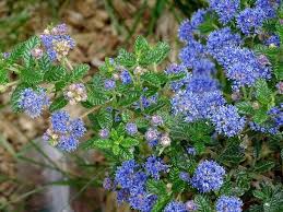 Maybe you would like to learn more about one of these? How To Grow And Care For Ceanothus California Lilacs Florgeous