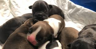 2021 amberbull french bulldogs vancouver, bc · website is powered by wordpress · designed by hilight projects. Public Plea Issued To Help French Bulldog And 7 Newborn Puppies News