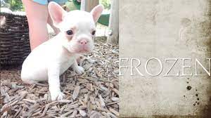 High quality french bulldog breeder located in south florida. Frozen Rare Platinum Lilac Akc French Bulldog Puppy Youtube