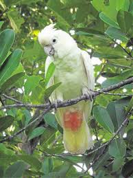 For Saving The Philippine Cockatoo From Extinction Environmentalist Indira Lacerna Widmann Received The Equivalent Of The Gre Cockatoo Wildlife Forest Habitat