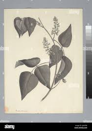 Image result for Rhynchosia heterophylla