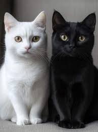 900+ Ebony & Ivory! ideas in 2025