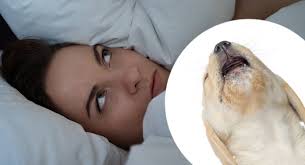 Find here all the information you need to stop puppies barking. How To Stop My Dog From Barking In The Morning