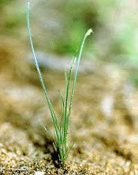 Image result for Bulbostylis hispidula