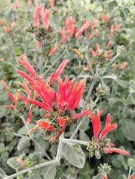 Image result for Dicliptera sericea