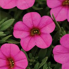 Two stars of the booming vegetatively propagated beddingplant market are petunias and calibrachoa. How To Grow Calibrachoa From Seed Official Blog Of Park Seed