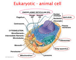 We did not find results for: Eukaryotic Animal Cell And Eukaryotic Plant Cell Flashcards Quizlet