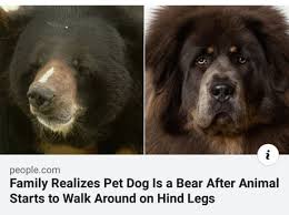 Its body is slightly longer than tall. The Dog Reportedly Chowed Down On A Box Of Fruit And Two Buckets Of Noodles Everyday But It Wasn T Until The Pet Reached 250 Pounds And Started Walking Around On Its Hind