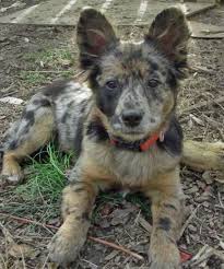 Black Australian Cattle Dog Mix Puppy 11 Dangerously Fluffy German Shepherd Mixes Cattle Dogs Mix Australian Cattle Dog Mix Cute Dogs
