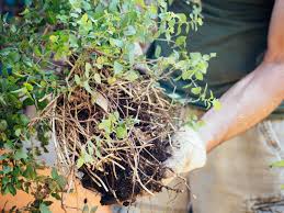 How Deep Are The Roots Of Garden Vegetables Garden Betty