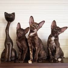 Oriental Shorthair Cat Oriental Shorthair Cats Oriental Shorthair Pedigree Cats