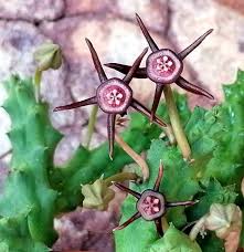 Image result for Caperonia fistulosa