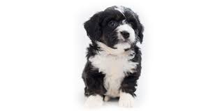 Find the perfect puppy for sale in tampa bay area, florida at next day pets. Tampa Florida Puppies For Sale From Top Vetted Breeders