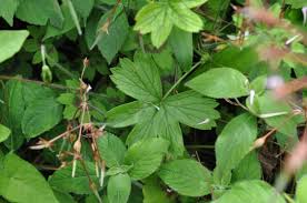 Image result for Pelargonium alchemilloides