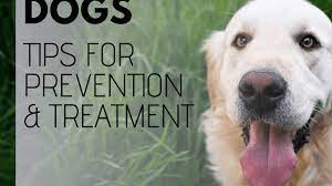 Intestinal Worms In Dogs Symptoms And Treatment Pethelpful