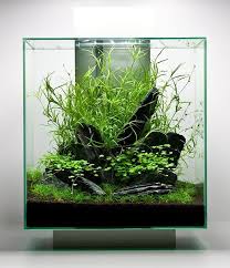 Karena jenis ikan hias tersebut memiliki varian warna yang beragam, dan cara merawatnya pun mudah. Iwaqu Toko Ikan Hias Aquascape Ikan Hias Http Www Americanaquariumproducts Com Aquariumplants Html Tanaman Air Aquarium Air Tawar
