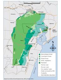 Image result for Chamaecrista zambesica