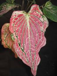 Caladium Marlboro Bulb Company Caladium Unusual Plants Weird Plants