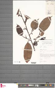 Image result for Coula