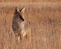 Grassland Animal Adaptations Science Struck