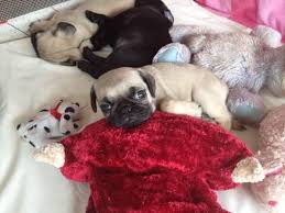 Looking for a pug puppy or dog in georgia? Cute Ckc Pug Puppies Black And Fawn For Sale In Toccoa Georgia Classified Americanlisted Com