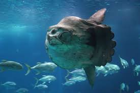 10 Most Unusual Deep Sea Creatures 10 Most Today Learn about eight of the most poisonous sea creatures in this article. 10 most unusual deep sea creatures 10