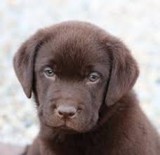 Fox red labs for sale in ohio, silver labs, fox red lab, fox red labradors, fox red labradors michigan. Rustic Ridge Labrador Retriever Breeder In Indiana English Bred Puppies For Quality Type And Temperament Specializ Puppies Labrador Retriever Cute Puppies