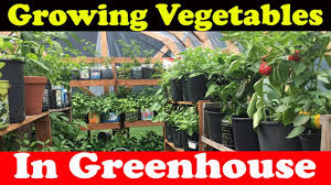 You want to orient the greenhouse from east to west to get maximum sunlight. Growing Vegetables In Greenhouse Youtube