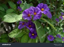 Image result for Lycianthes rantonnetii