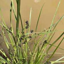 Image result for Cyperus nduru