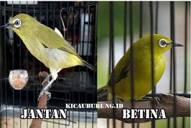 Saat ditanya pleci dari daerah mana yang laris manis, pedagang yang menekuni bisnis burung sejak tahun 2000 itu mengatakan pleci asal daerah malang laku keras. 12 Jenis Pleci Di Indonesia Ketahui Perbedaan Ciri Fisik Dan Warnanya Merdeka Com
