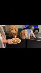 To the woman who left her pup in a cage with no food or water for weeks  causing the poor pup to suffer & eventually pass all alone. I hope you are  met with the same fate. These defenseless little ...