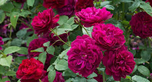 If planting multiple roses it is recommended to buy bare root plants as it is more economical and there's also a great variety. Top 5 David Austin Roses For Growing In Containers Hayes Garden World