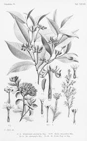 Image result for Gnidia stenophylla