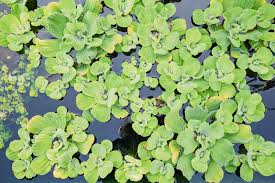 It is most often grown as a leaf vegetable, but sometimes for its stem and seeds. Water Lettuce Care Made Simple Lovetoknow