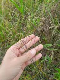 Image result for Schwenckia